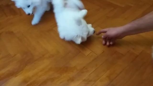 жизнь самоеда: