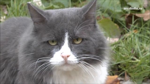 Кошки