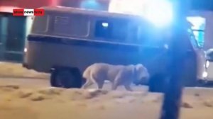 Алабай из полиции вернулся на цепь