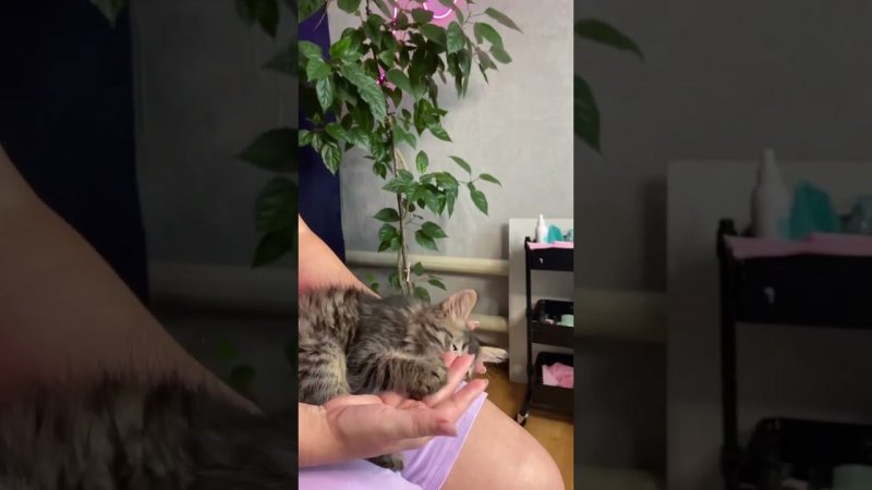 Мой новый помощник во время работы #кототерапия для клиентов #котик #котенок #cat #kitten #mimicat