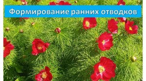 Формирование ранних отводков.