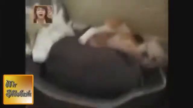 Самые смешные приколы с кошками, собаками Смешные видео с животными 2013 !!Funny cat compilation 3 смотреть онлайн