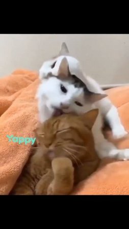 ох, эти котики! #100#