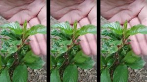 Карликовая вишня Хартлэнд в контейнерах. Small Garden's