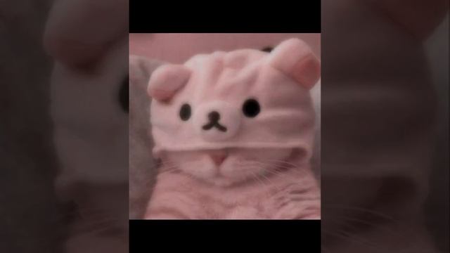 Милые фотки кошечек и зайчиков смотреть онлайн