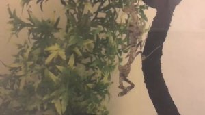 Drunk update. My Deroplatys Lobata is shedding!!!
