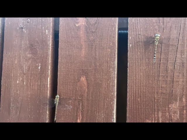 п. Витязево (Анапа) - нашествие стрекоз смотреть онлайн