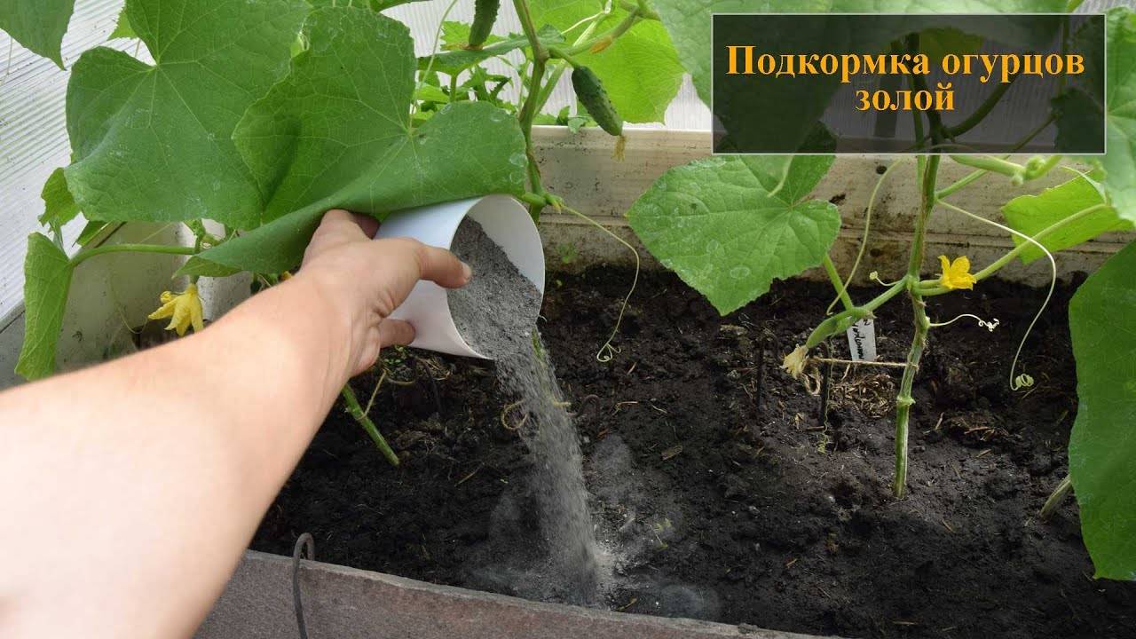 НЕ сыпьте ЗОЛУ просто так! ГЕНИАЛЬНЫЙ СПОСОБ ПОДКОРМКИ, который УДВАИВАЕТ УРОЖАЙ огурцов