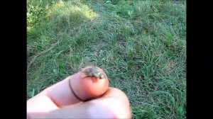 Дрессированная муха