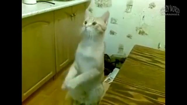 СМЕШНЫЕ КОТЫ ПРИКОЛЫ С КОТАМИ ПОДБОРКА смотреть онлайн