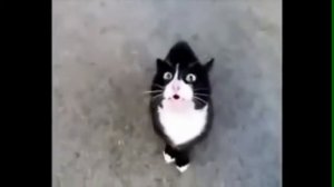 Смешные разговаривающие коты/Funny talking cats. Smile my friend!