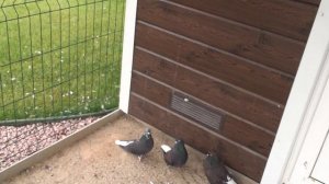 Кировоградские голуби вЧернигове