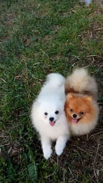 Шпиц белый продажа 28 т смотреть онлайн