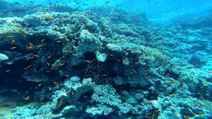 Дайвинг в Шарм-эль-Шейхе (Египет) / Diving in Sharm El Sheikh (Egypt)