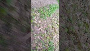 роща