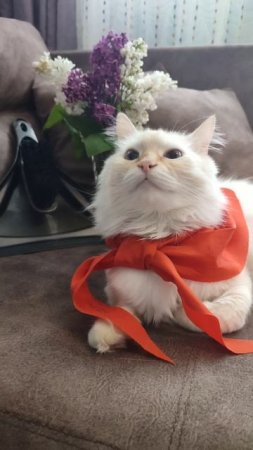 Кот Стёпа Мир Труд Мяу