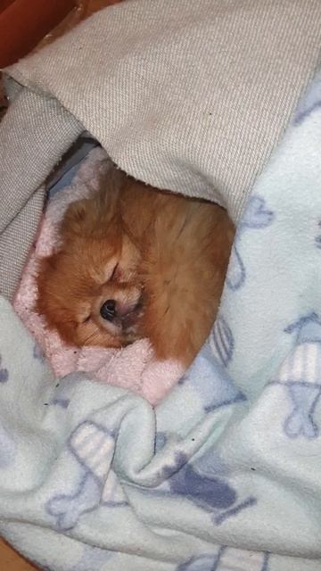 Сладкий сон Крошки померанский щпиц