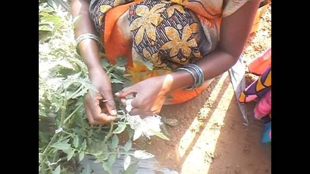 Tomato Hybrid Seed Production