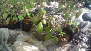 Послушание родителям: полив саженцев ЗКС