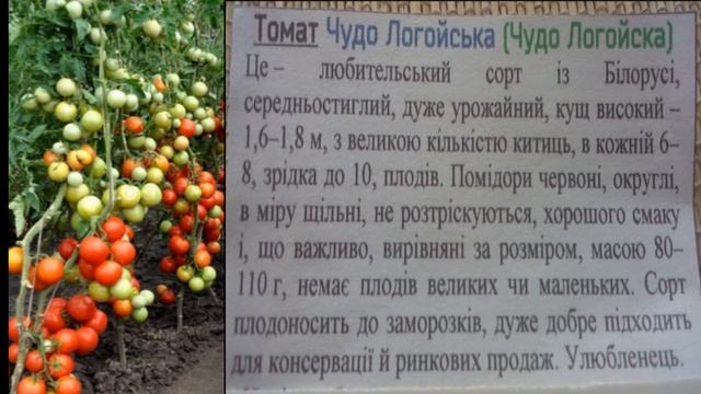 Мои растишки/ Семена помидоров часть 2
