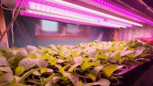 Рассада табака. Разница в росте , дома и на улице!