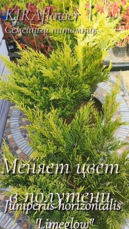 "Лайм Глоу" можжевельник горизонтальный