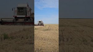 уборка ячменя 2024 Нова 340 и нью холланд тс 4.90