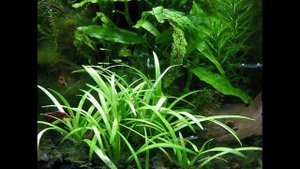 Elassoma evergladei. 10 liter