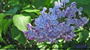 ✸ ♫ ❤ Мелодия, заставляющая верить в себя - Happiness Corporate -- BoDleasons -- Corporate Collectio