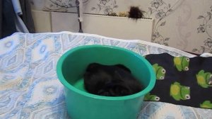 кот в тазике