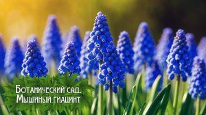Ботанический сад. Мышиный гиацинт (2025)