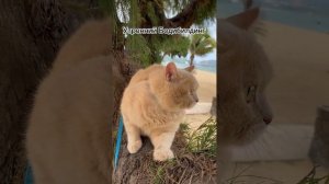 Анекдот про кота , доброе утро как Вам? #анекдот #кот #юмор #прикол