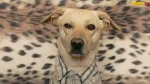 Шарик Шоу - Тайный проход (выпуск 8)