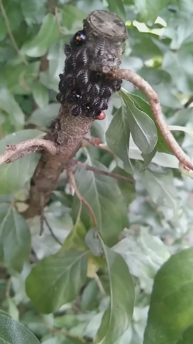 это личинки божьей коровки