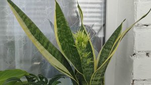 Можно ли держать в доме Щучий хвост?