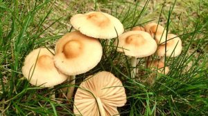 ГРИБЫ ОПЕНОК ЛУГОВОЙ ВОЗЛЕ ДОМА #грибы #опята #тихаяохота #сборгрибов