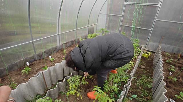 Высаживаем рассаду Рассаду Огурцов В теплицу..