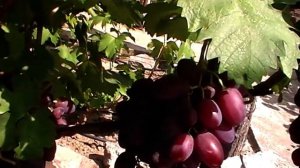 Сорт винограда "Джонни" - сезон 2019 # Grape sort "Dzhonni"
