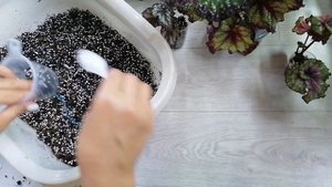 Фитильный полив, пересадка бегоний на фитиль, грунт и ?