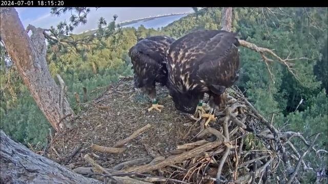 July.01.2024 L Орланы Чулман и Кама в НП Нижняя Кама/White-tailed Eagles Chulman&Kama In Lower Kama