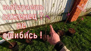 Как выбрать САЖЕНЕЦ! На что нужно обращать внимание!