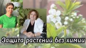 МНЕНИЕ ЭКСПЕРТА: защита растений от болезней и вредителей без помощи химических препаратов