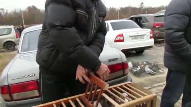 Ярмарка  голубей13.11.2016г.г.Белгород