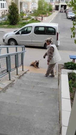 Лёгок в управлении #французскийбульдог #собака #собакаприколы #бульдоги #by_belov