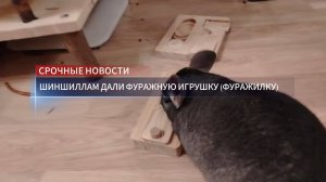 Знакомство шиншилл с фуражной игрушкой (фуражилкой)