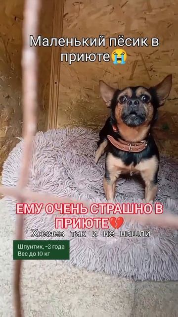 маленький песик в приюте💔