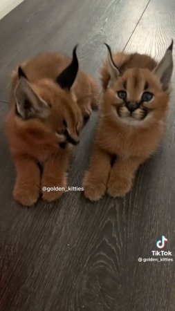 КОТИКИ