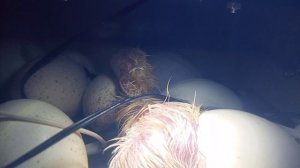 Индюшонок вылупился из яйца