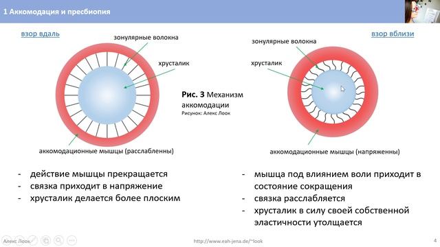 1 Аккомодация и пресбиопия