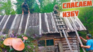 ТАКОГО НЕ ОЖИДАЛ НИКТО! ЧТО СЛУЧИЛОСЬ ВО ВРЕМЯ РЕМОНТА КРЫШИ? ПОЛНО ГРИБОВ! ГРИБНАЯ УХА!